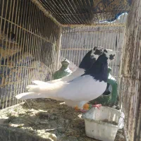 کبوتر|پرنده|مرودشت, دولت آباد|دیوار