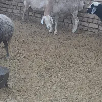 میشچینی|حیوانات مزرعه|اردستان, |دیوار