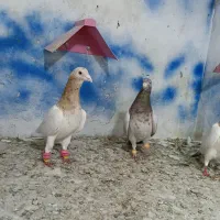 خطی|پرنده|بیرجند, |دیوار