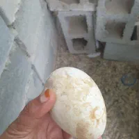 یک جفت غاز|حیوانات مزرعه|میناب, |دیوار