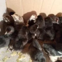 جوجه گلین|حیوانات مزرعه|کنگاور, |دیوار