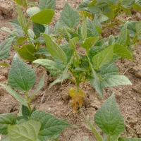 فروش لوبیا ۲تن به صورت یکجا