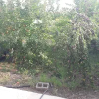 اجاره یک واحد ویلایی در روستای باباکندی رود