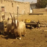فروش نر بز|حیوانات مزرعه|بوئین زهرا, |دیوار