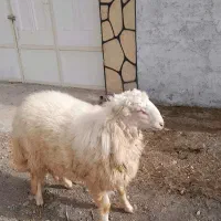 بره قوچی سنجابی|حیوانات مزرعه|کاشمر, |دیوار