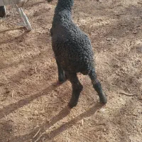 بره شیری ماده|حیوانات مزرعه|خرمدشت, |دیوار