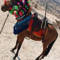 مادیون حامله معاوضه با موتور 200