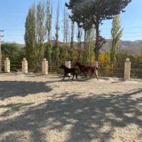 یک اسب مادیون وکره قیمت پایین|اسب و تجهیزات اسب‌سواری|کرج, کوی کارمندان شمالی|دیوار