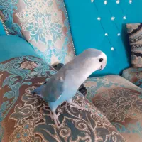 طوطی برزیلی . هودی طوطی