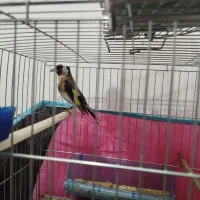 یک عدد سهره نر ۵ماه قفس