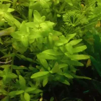 کریپتون وندتی و باکوپا کارولینا