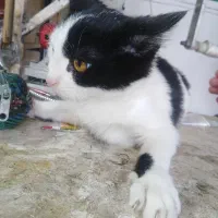 واگذاری رایگان|گربه|شیراز, شهرک مفتح|دیوار