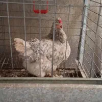 خروس و مرغ گلین|حیوانات مزرعه|ساری, |دیوار