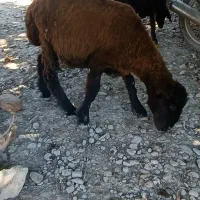 بره