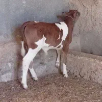 گاو زاییده(هلشتاین)