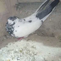 کبوتر|پرنده|چنارود, |دیوار