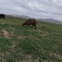 یک عدد بره نر