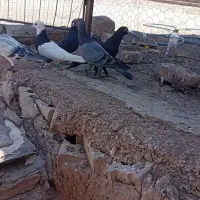 کفتر