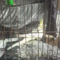 عروس هلندی ماده