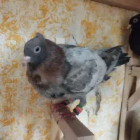 سرک تافتای سرور|پرنده|شیراز, کوی زهرا|دیوار