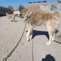 واگزاری سگ سرابی|سگ|آذرشهر, |دیوار