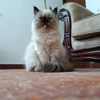 گربه هیمالین|گربه|نوشهر, |دیوار