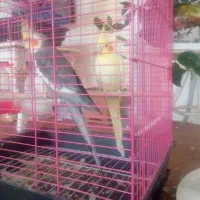 عروس هلندی