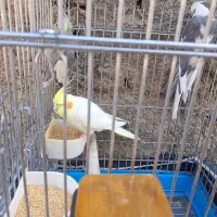 عروس هلندی وات فیس|پرنده|اندیشه, اندیشه فاز ۵|دیوار