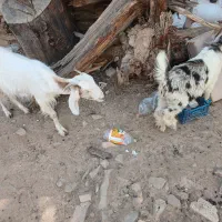 گوسفند