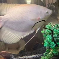 ماهی آکواریوم گوشتخوار|ماهی|اقبالیه, |دیوار