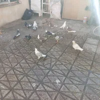 کفتر جفت رنگه|پرنده|مشهد, نیزه|دیوار