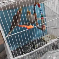 عروس هلندی خیلی خوب|پرنده|تربت جام, شاهد|دیوار