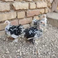 کوشین بلک متلد اصیل