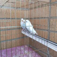 فروش 7عدد مرغ عشق انگلیسی|پرنده|شهرضا, |دیوار