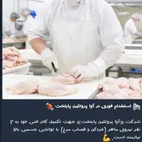 کار در شرکت بسته بندی مرغ و گوشت