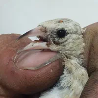 جوجه سهره سرسیاه وکرمونی