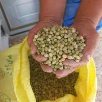 بذرنخود فرنگی