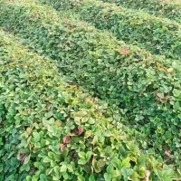 نهال توت فرنگی سابرینا