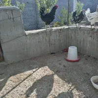 3عدد مرغ ویک عدد خروس گلین|حیوانات مزرعه|شهرضا, |دیوار