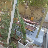 گل کاکتوس سیلندرریکا|گل و گیاه طبیعی|شیراز, دینکان|دیوار