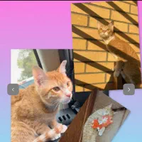 یه جفت گربه ی ملوس و دوست داشتنی