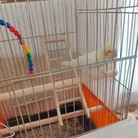 عروس هلندی همراه دوبچه وقفس بزرگ ولانه|پرنده|بانه, |دیوار