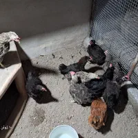 ۹ عدد مرغ بومی تخم کن