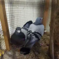 پلاکیاصل|پرنده|قم, نوبهار|دیوار