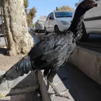 مرغ و خروس لاری|حیوانات مزرعه|قیدار, |دیوار