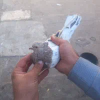 کبوتر سرورماده