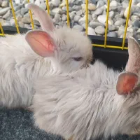 خرگوش لپ یک جفت مینیاتوری بازیگوش دستی|موش و خرگوش|شوشتر, |دیوار