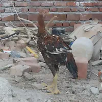 خروس ترک|پرنده|خاش, |دیوار