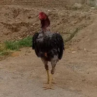 فروش جوجه لاری سه ماهه 2عدد طوسی اوشامو|حیوانات مزرعه|الوند, |دیوار