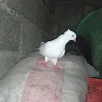 رنگی
